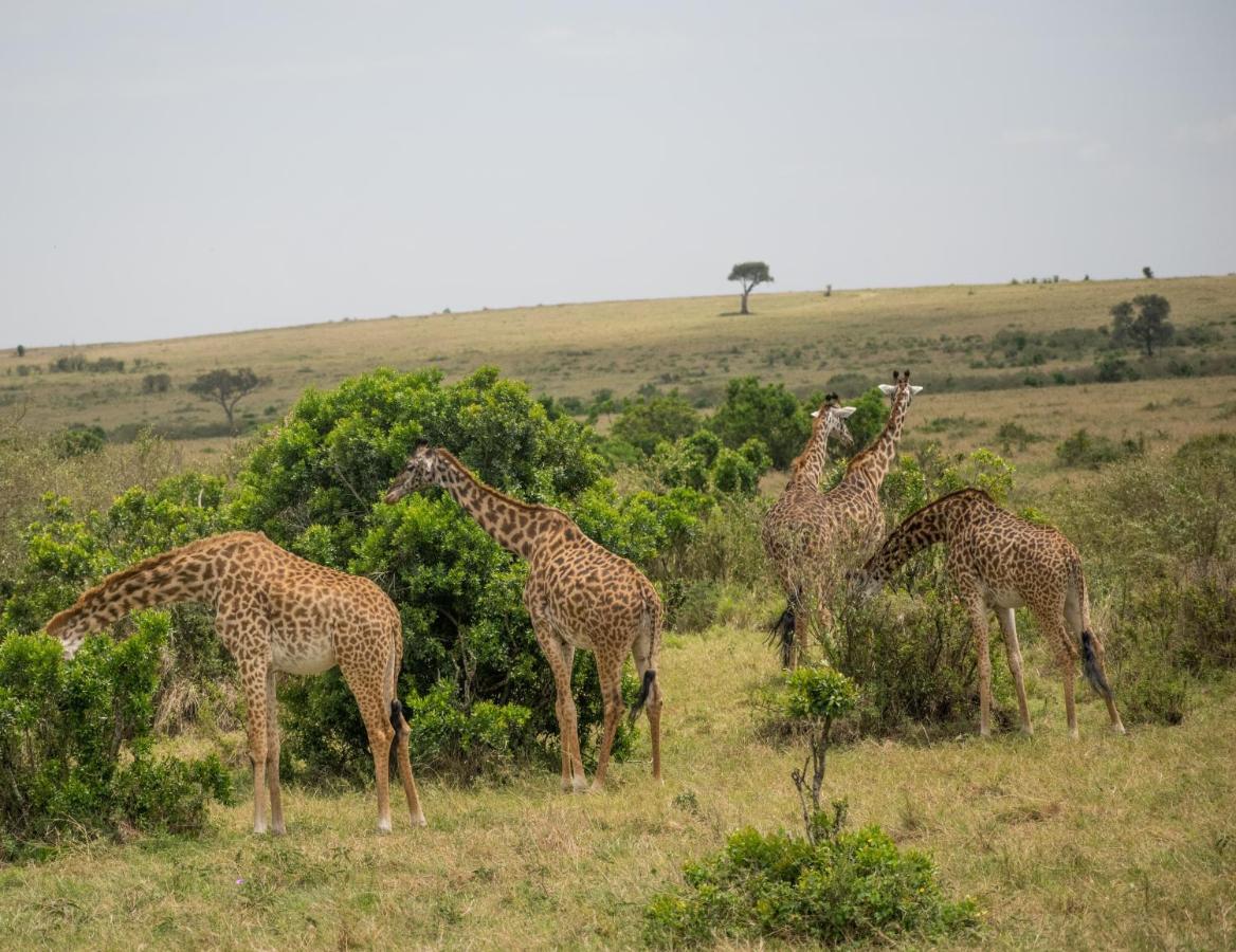 Sekenani Camp Maasai Mara Ξενοδοχείο Εξωτερικό φωτογραφία